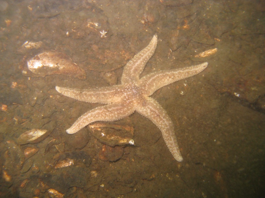 Dive Photos/2009-06 Loch Long/img_0524.jpg